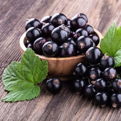 Смородина Титания Смородина Титания - Dolina-Sad.Ru