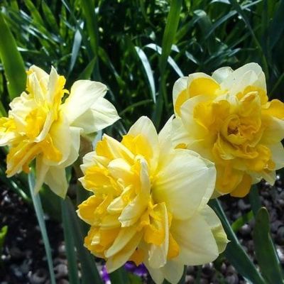 Нарцисс Свит Помпонетт Нарцисс Свит Помпонетт фото