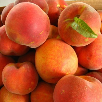 Персик Фаворит Мореттини Персик Фаворит Мореттини - Dolina-Sad.Ru