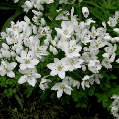 Аллиум Ковани фото