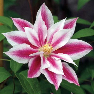 Клематис Андромеда Клематис Андромеда фото