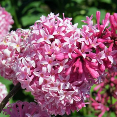 Сирень Мисс Канада Сирень Мисс Канада - Dolina-Sad.Ru