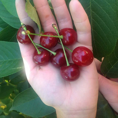 Вишня Вянок Вишня Вянок фото