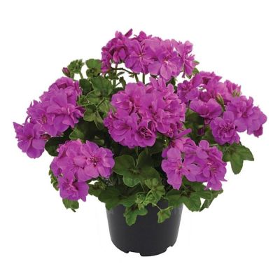 Пеларгония ампельная Санфлорис Аметистовая - Dolina-Sad.Ru