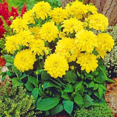 Георгина Геллери Сезан Георгина Геллери Сезан фото