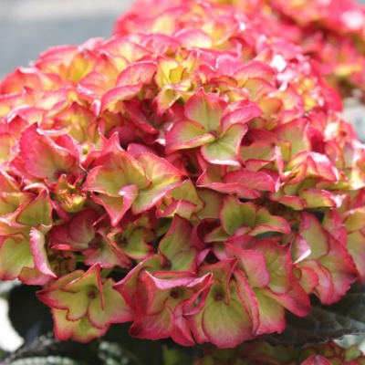 Гортензия крупнолистная Ред Энджел Гортензия крупнолистная Ред Энджел фото