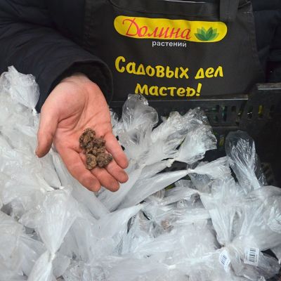 Анемона Сильфид Анемона Сильфид фото