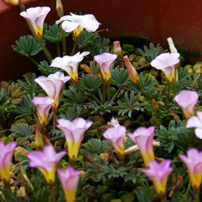 Кислица Розовая Осень - Dolina-Sad.Ru