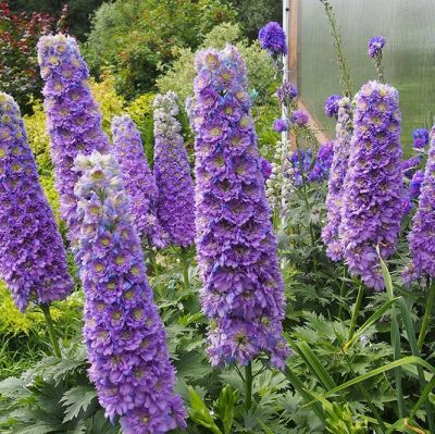 Дельфиниум Блюберри Пай Дельфиниум Блюберри Пай - Dolina-Sad.Ru