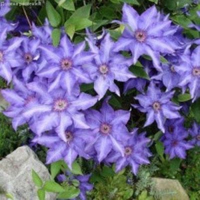 Клематис Беата Клематис Беата фото