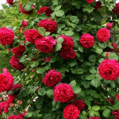 Роза Квебек Роза Квебек - Dolina-Sad.Ru