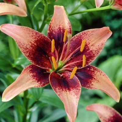 Лилия Уистлер Лилия Уистлер фото