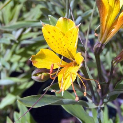 Альстромерия Глори оф зе Андес - Dolina-Sad.Ru