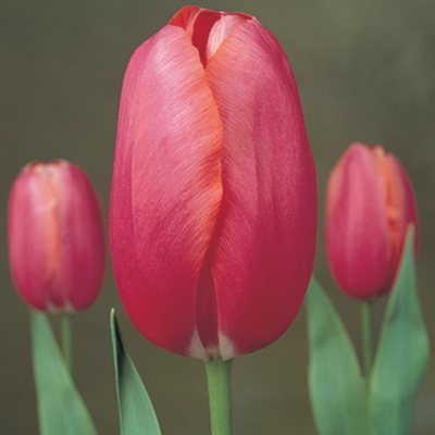 Тюльпан Реноун Тюльпан Реноун - Dolina-Sad.Ru
