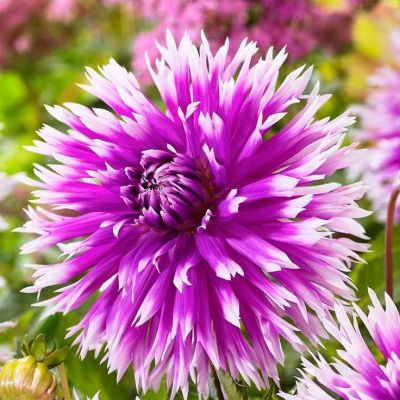 Георгина Тейбл Дансер Георгина Тейбл Дансер фото