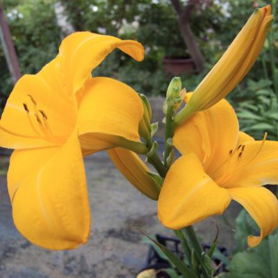 Лилейник Чикаго Санрайз - Dolina-Sad.Ru