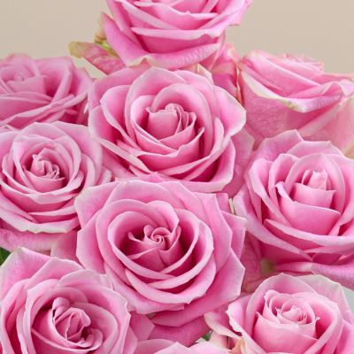 Роза Розита Венделла - Dolina-Sad.Ru