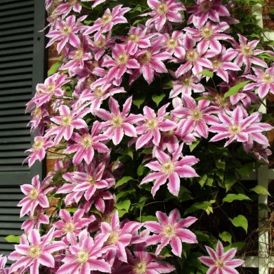 Клематис Андромеда Клематис Андромеда фото