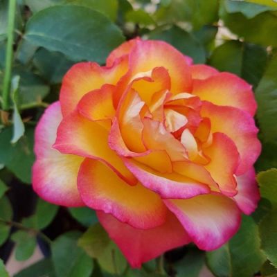 Роза Аппалачи Роза Аппалачи - Dolina-Sad.Ru