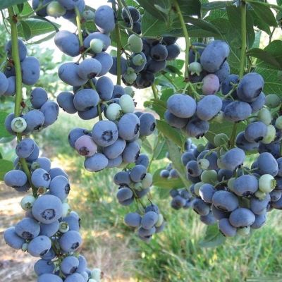 Голубика Шантеклер (Высокорослая) Голубика Шантеклер (Высокорослая) - Dolina-Sad.Ru