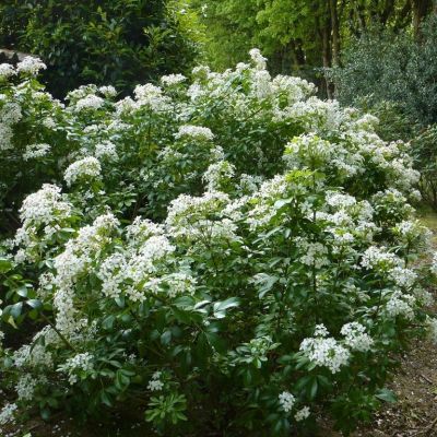 Шуазия тройчатая Шуазия тройчатая - Dolina-Sad.Ru