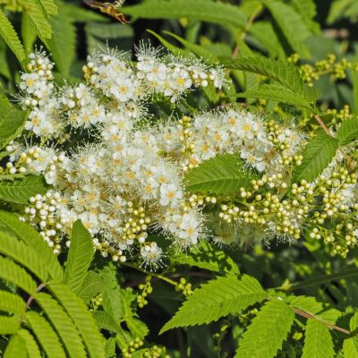 Рябинник Мэджикал Черри он Топ Рябинник Мэджикал Черри он Топ - Dolina-Sad.Ru