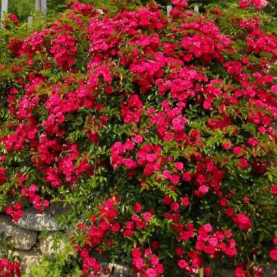 Роза Квебек Роза Квебек - Dolina-Sad.Ru