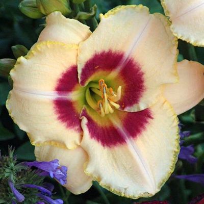 Лилейник Кастед Кэнди Лилейник Кастед Кэнди - Dolina-Sad.Ru