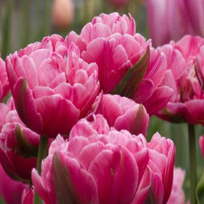 Тюльпан Ап Пинк фото