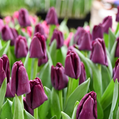 Тюльпан Сайгон - Dolina-Sad.Ru