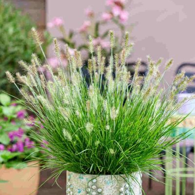 Пеннисетум лисохвостный Тайни Твинглер - Dolina-Sad.Ru