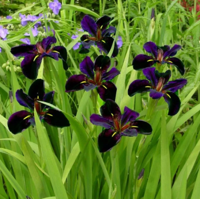 Ирис Блек Геймкок фото