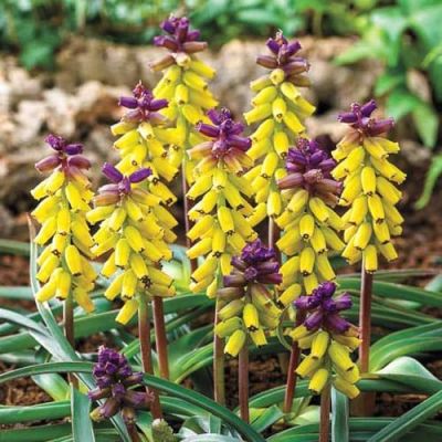 Мускари Голден Фрагранс Мускари Голден Фрагранс фото