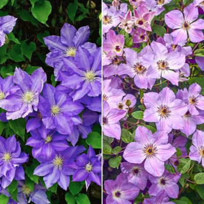 Набор клематисов Утро в саду Набор клематисов Утро в саду - Dolina-Sad.Ru