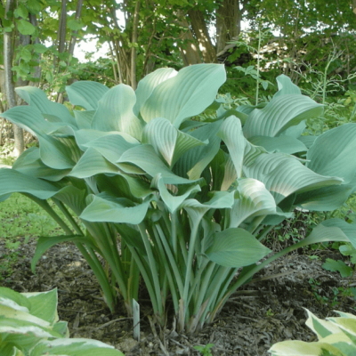 Хоста Кросса Регал Хоста Кросса Регал фото