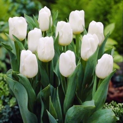 Тюльпан Уайт Принц Тюльпан Уайт Принц фото