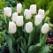 Тюльпан Уайт Принц Тюльпан Уайт Принц фото