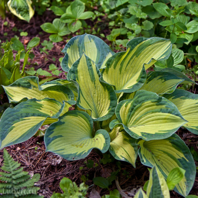 Хоста Шармон Хоста Шармон фото