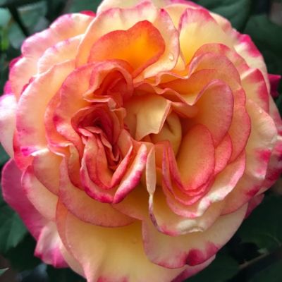 Роза Аппалачи Роза Аппалачи - Dolina-Sad.Ru