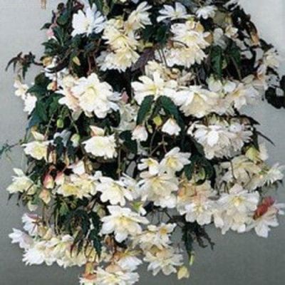 Бегония Белла F1 амп. гранул. фото