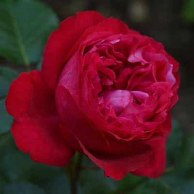 Роза Рубан Руж Роза Рубан Руж - Dolina-Sad.Ru