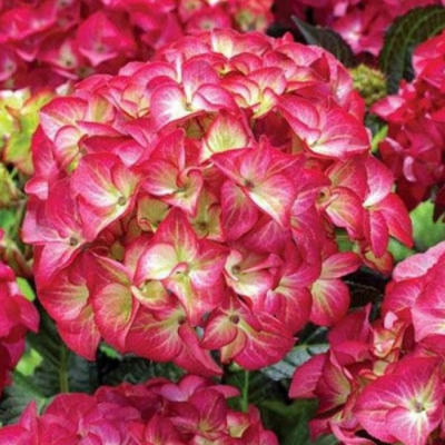 Гортензия крупнолистная Ред Энджел Гортензия крупнолистная Ред Энджел фото