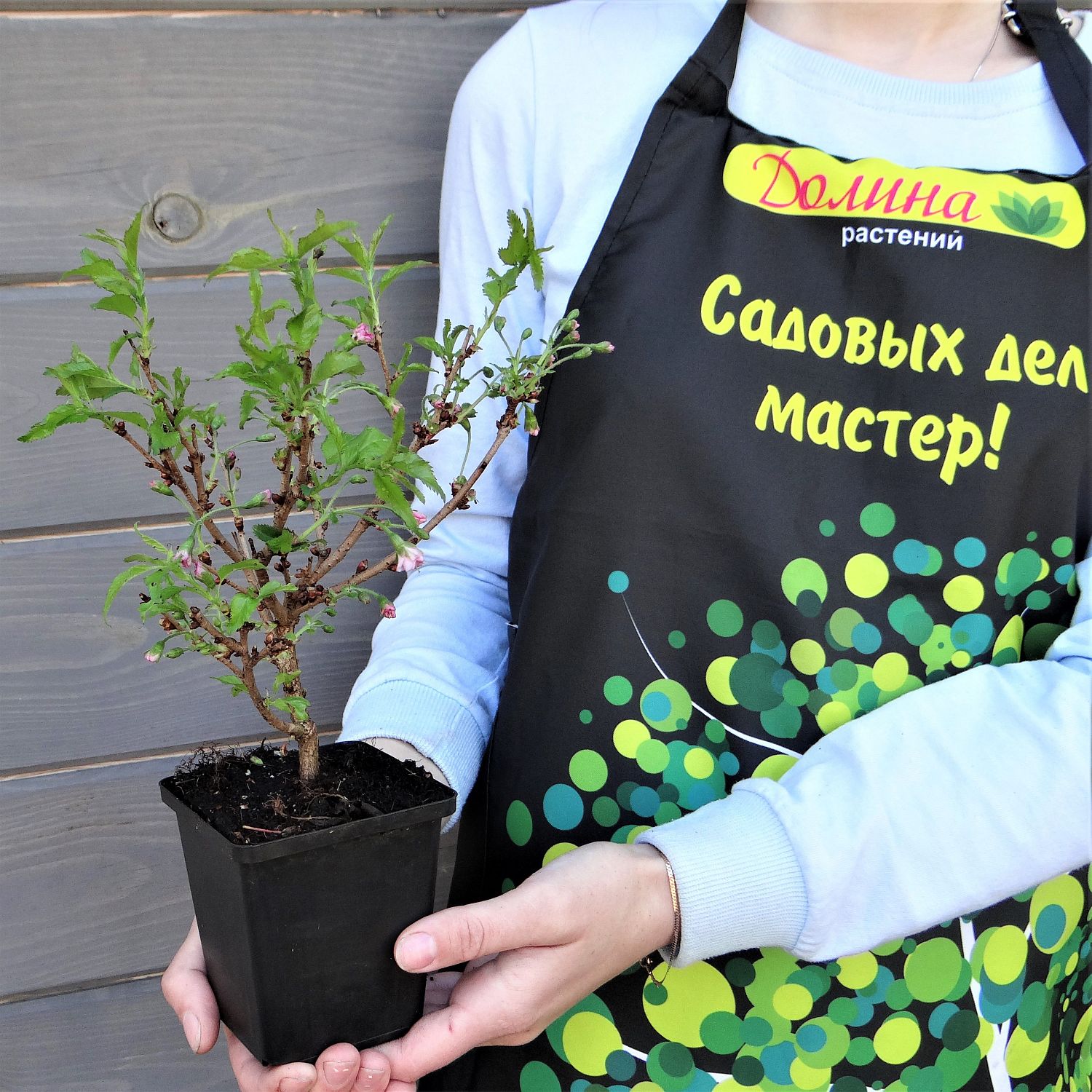 Сакура Ошидори Сакура Ошидори фото