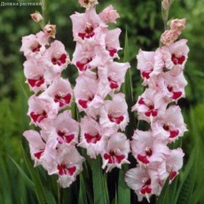 Гладиолус Вайн энд Роузес Гладиолус Вайн энд Роузес фото