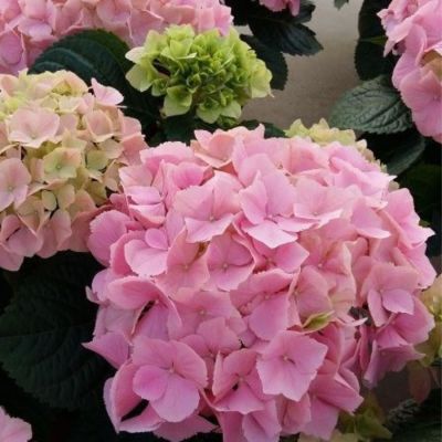 Гортензия крупнолистная Пинк Сенсейшн, С2 - Dolina-Sad.Ru