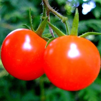 Томат Агата Н11 Томат Агата Н11 фото