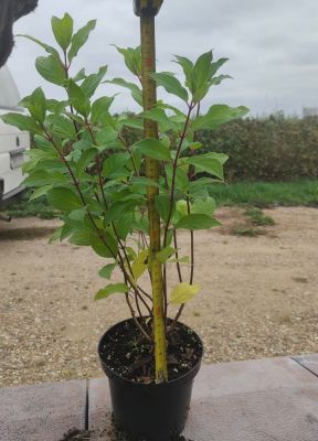 Гортензия метельчатая Мэджикал Файер, С2 Гортензия метельчатая Мэджикал Файер, С2 - Dolina-Sad.Ru