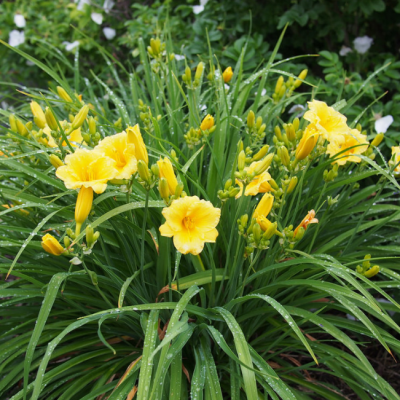 Лилейник Стелла д'Оро фото