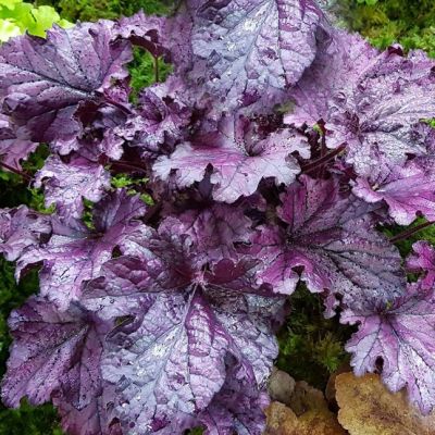 Гейхера Рекс Пурпл Гейхера Рекс Пурпл - Dolina-Sad.Ru