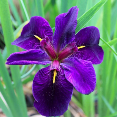 Ирис Блек Геймкок фото